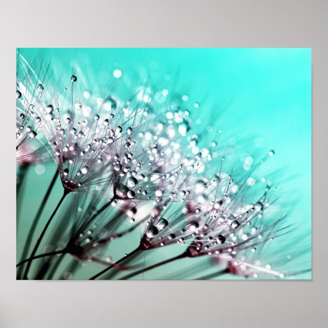 Macro Dandelion Seeds Water Drops Photo Poster (Front)