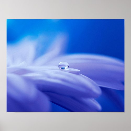 Macro Drop of Water on Blue Flower Photo Poster