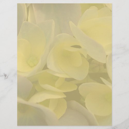 Macro Floral Yellow Background Blank Paper