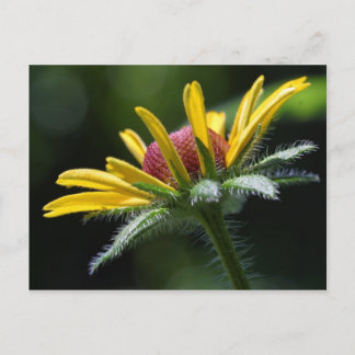 Macro Flowers Petals Postcard