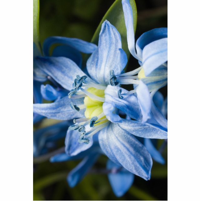 Macro fo blue snowdrop flower statuette (Front)