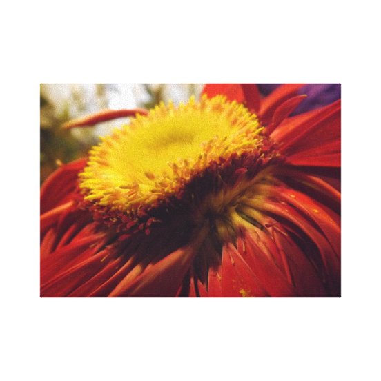Gerbera Daisy Flower Art & Wall Décor Zazzle