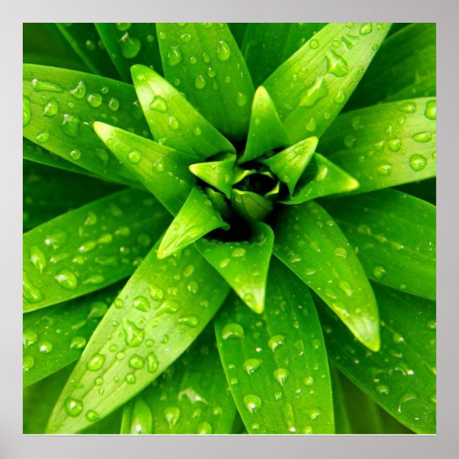 macro green poster (Front)