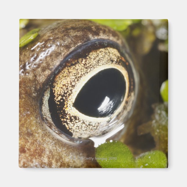 Macro; Horizontal; Colour; Color; Nobody Magnet (Front)