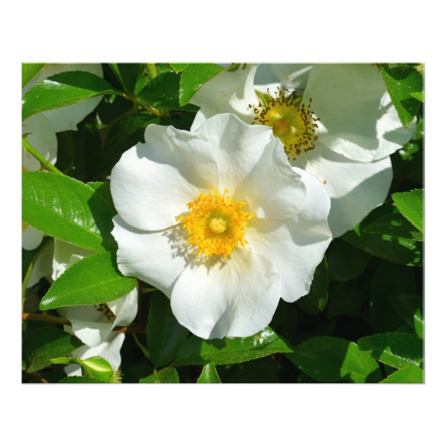 Macro image of a Cherokee Rose Photo Print (Front)