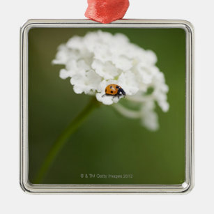 Macro image of a Ladybird on a wild flower Metal Ornament