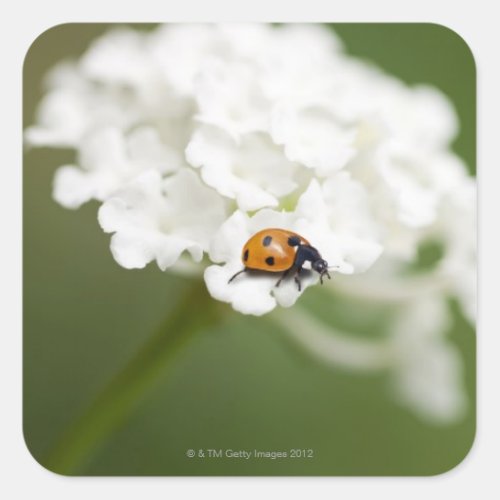 Macro image of a Ladybird on a wild flower Square Sticker