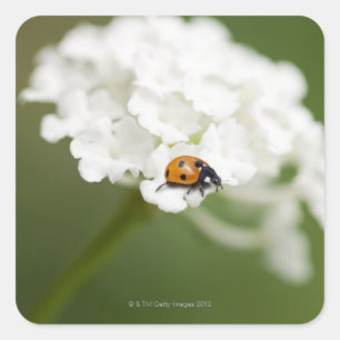 Macro image of a Ladybird on a wild flower Square Sticker