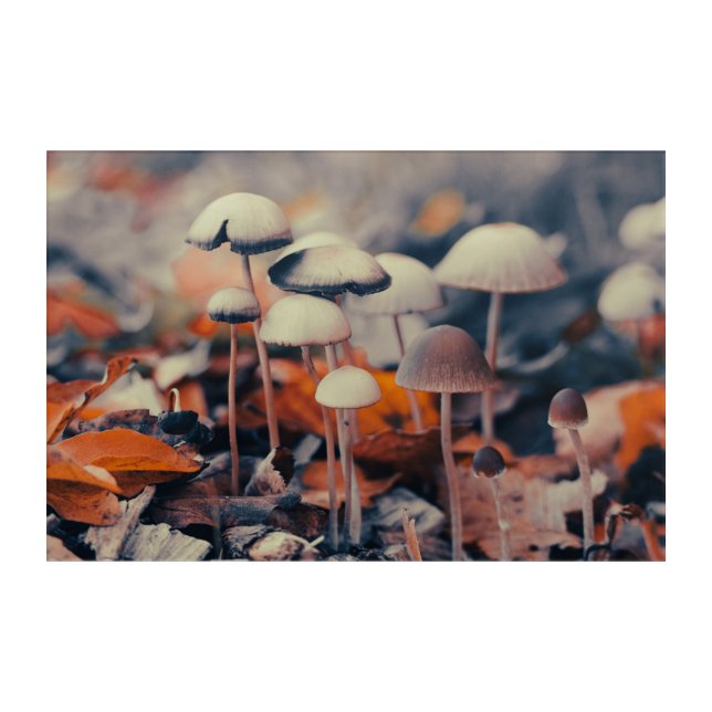 Macro Mushrooms Acrylic Print (Front)