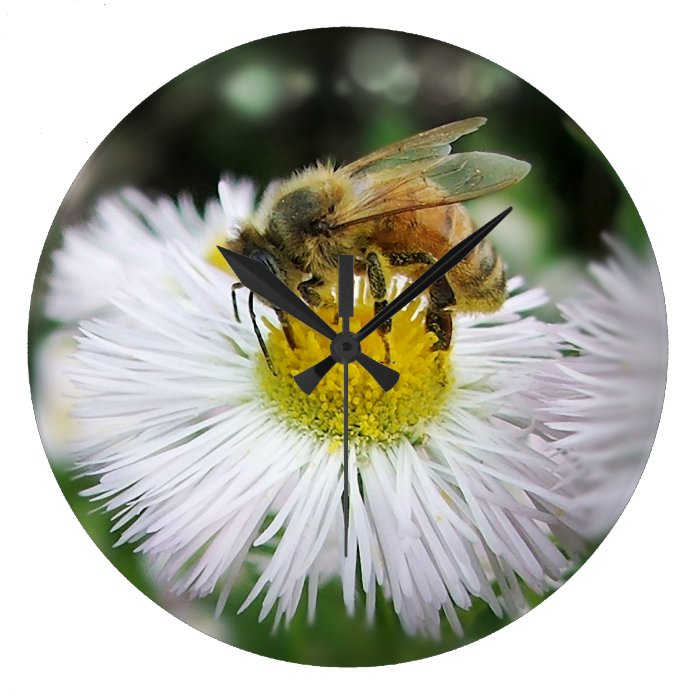 Macro Of Bee Insect On White Flower Wall Clock