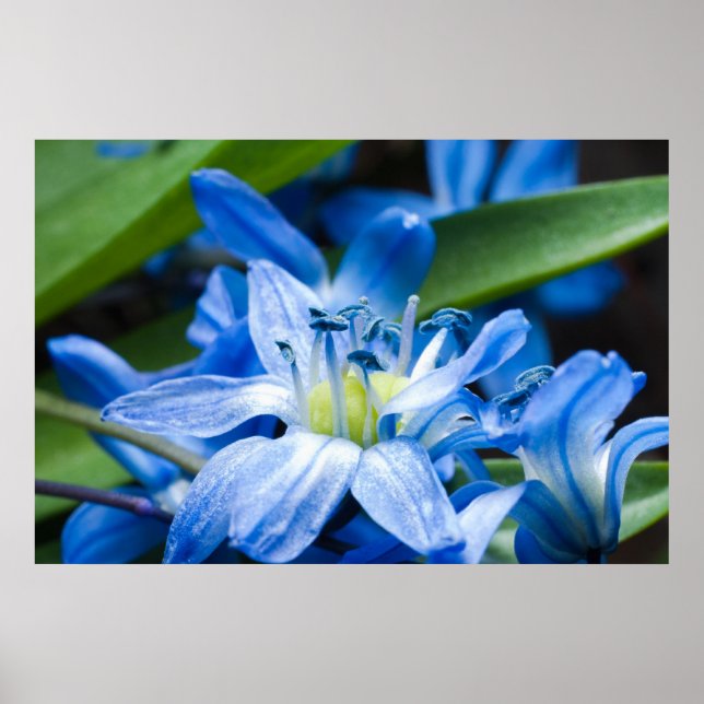 Macro of blue snowdrop flower poster (Front)