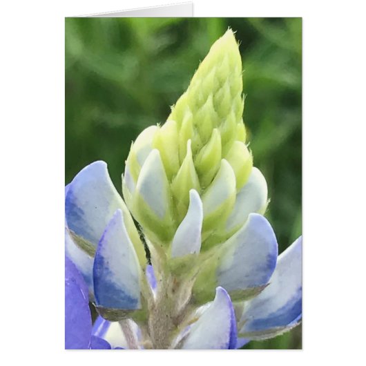 Macro of bluebonnet cards (Front)