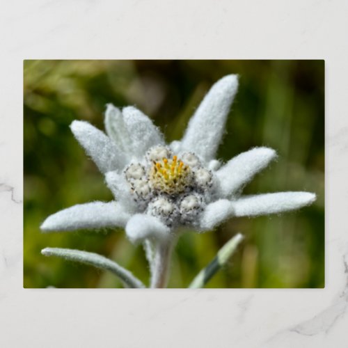 Macro of edelweiss flower foil holiday postcard