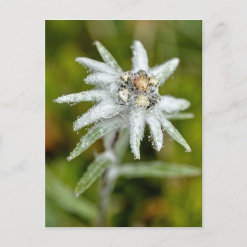Macro of edelweiss flower holiday postcard