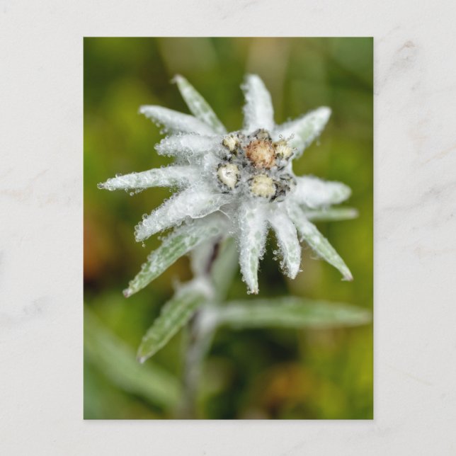 Macro of edelweiss flower holiday postcard (Front)