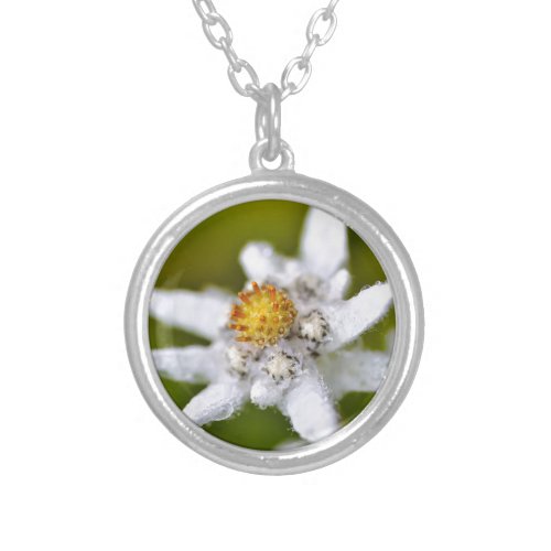 Macro of edelweiss flower silver plated necklace