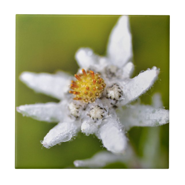 Macro of edelweiss flower tile (Front)