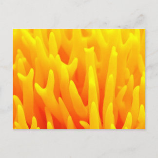 Macro of mushroom postcard