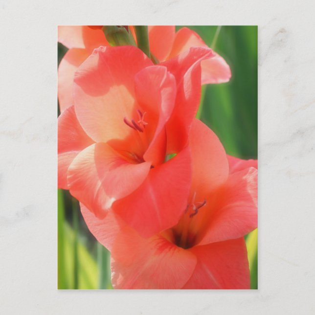 Macro Peach Gladiolas Flower Nature Postcard (Front)