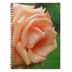 Macro Peach Rose Flower Nature Notebook