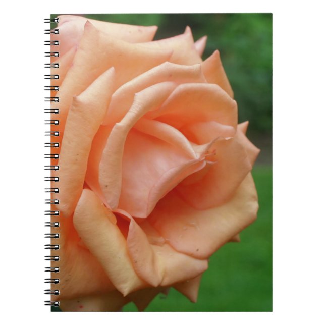 Macro Peach Rose Flower Nature Notebook (Front)