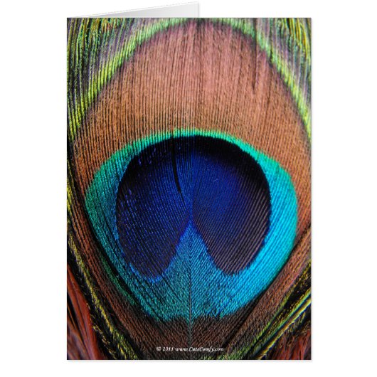 Macro Peacock Feather Rich Blues Photographic Cards (Front)