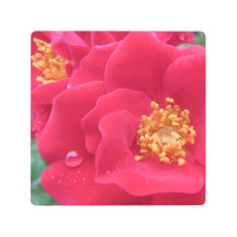 macro photo, hot pink rose -