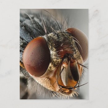 Macro Photo Of A Fly Postcard by Argos_Photography at Zazzle
