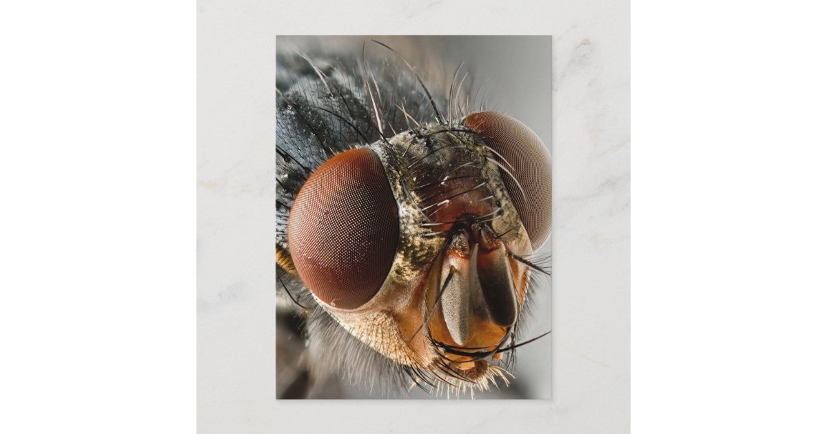 Fly Postcard Macro photo of a fly postcard | Zazzle