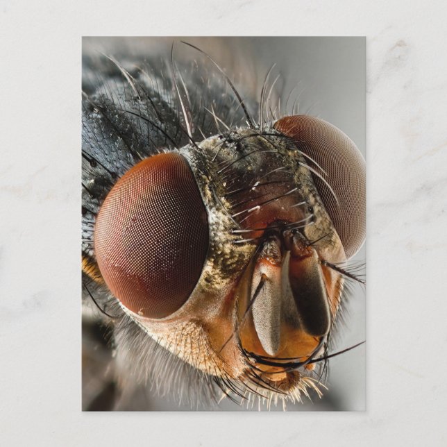 Macro photo of a fly postcard (Front)
