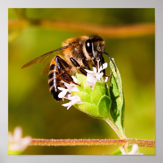 Macro photo of a honeybee  poster (Front)