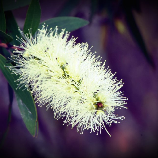Macro Photo of Plant Statuette (Front)