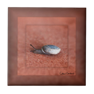 Macro Photograph of Snail on Terracotta Ceramic Tile