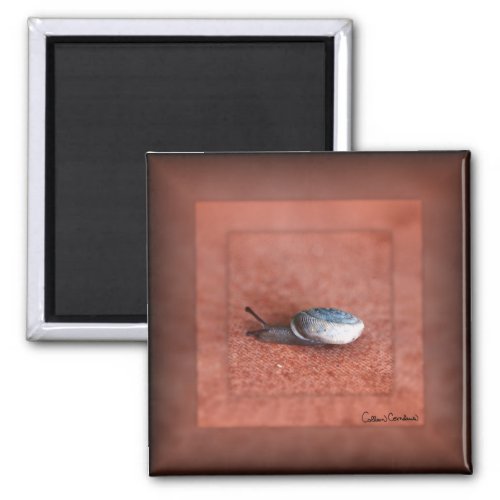 Macro Photograph of Snail on Terracotta Magnet