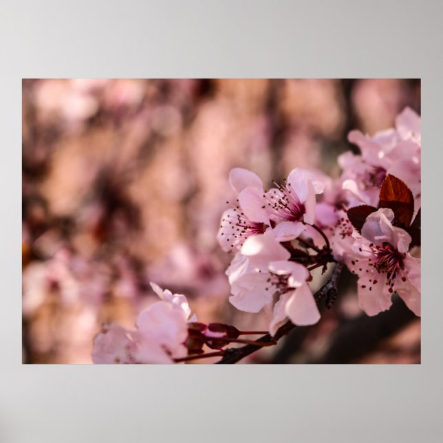 MACRO PHOTOGRAPHY OF BLOOMING PINK CHERRY BLOSSOMS POSTER (Front)