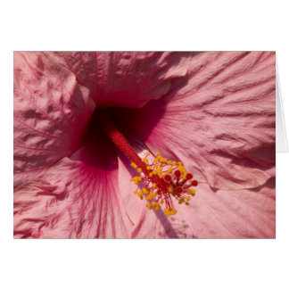 Macro Pink Hibiscus Flower Cards