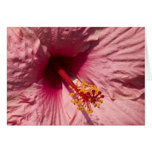 Macro Pink Hibiscus Flower Cards (Front Horizontal)
