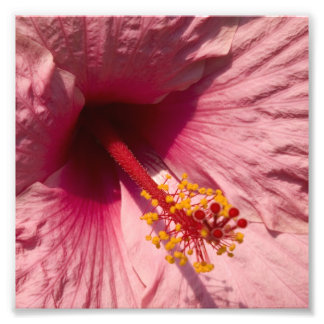 Macro Pink Hibiscus Flower Photo Print