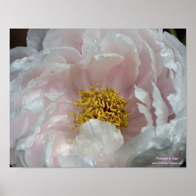 Macro Pink Peony Flower Center Poster (Front)