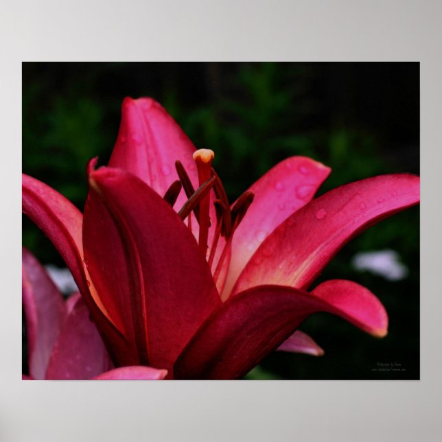 Macro Red Lily Floral Poster Print (Front)