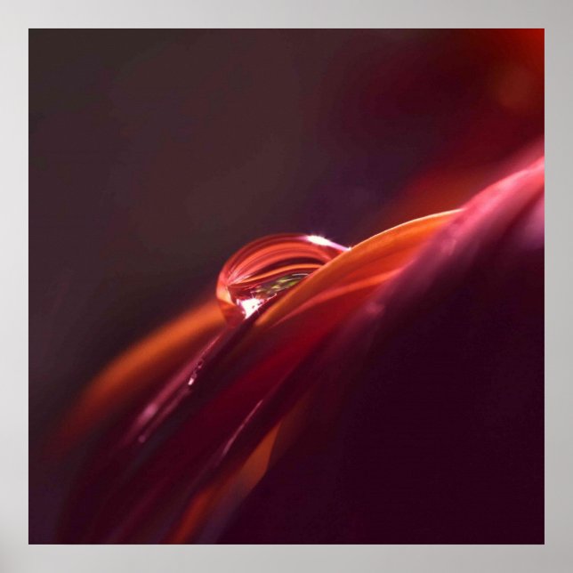 Macro Red petal Poster (Front)