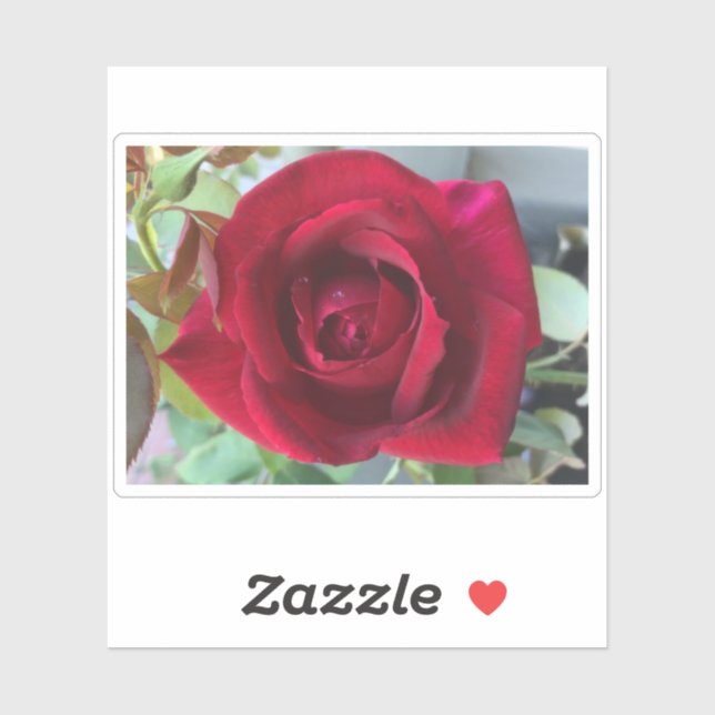 Macro Red Rose Sticker (Sheet)