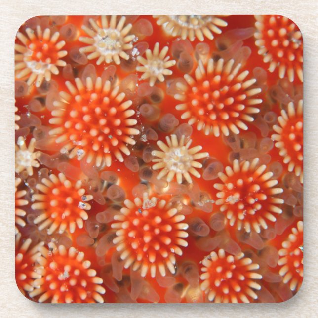 Macro Sea Star Beverage Coaster (Front)