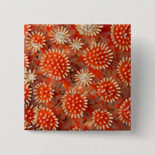 Macro Sea Star Button (Front)