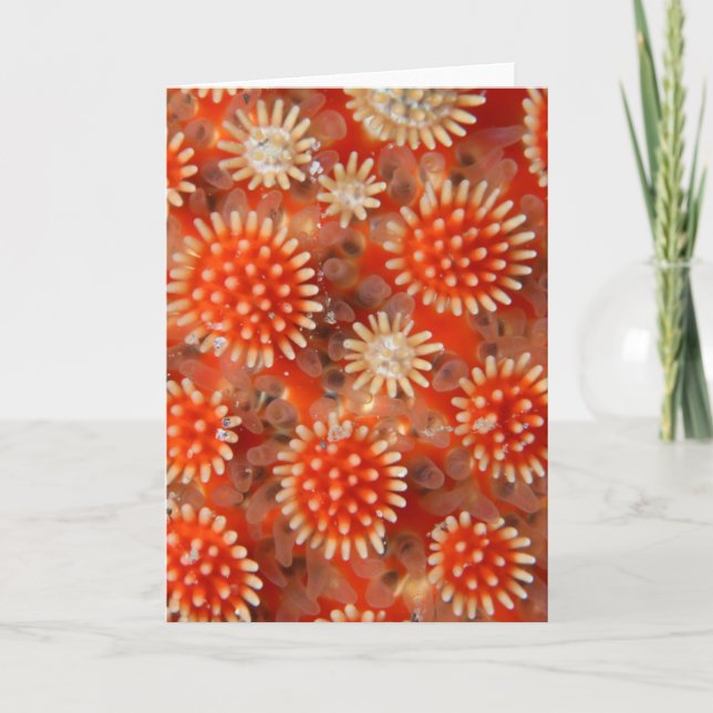 Macro Sea Star Card (Front)