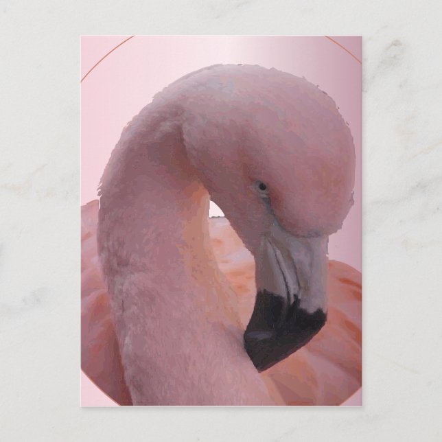 Macro Shot, Fluffy Soft Pink Flamingo  Postcard (Front)