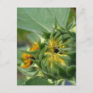 Macro Sunflower Awakening Nature Postcard