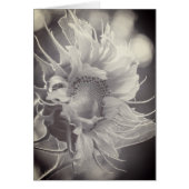 Macro Sunflower in Sepia (Front)