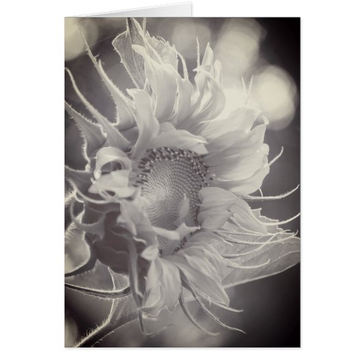 Macro Sunflower in Sepia Cards (Front)