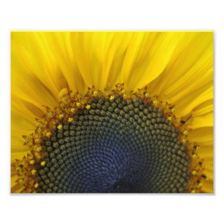 Macro Sunflower Photo Print